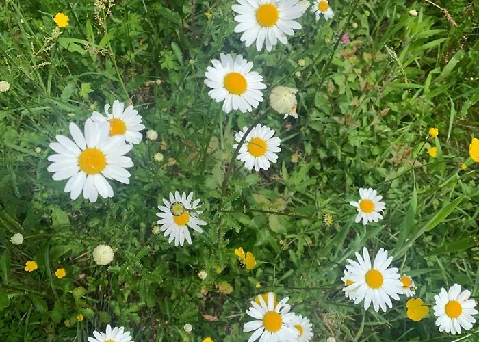 D Hotes Libellule, Coeur Du Perche Bed & Breakfast 3*