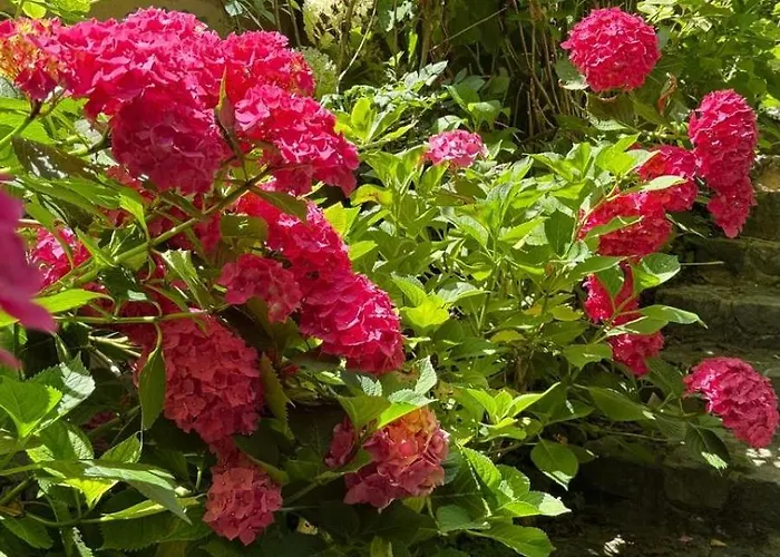 Bed & Breakfast D Hotes Libellule, Coeur Du Perche 3*